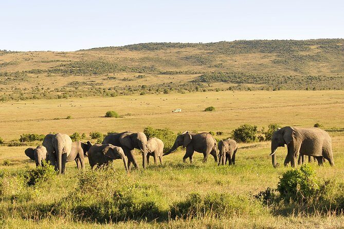 3 Day 2 Nights Maasai Mara Safari - Key Points