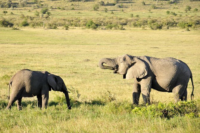 3 Day 2 Nights Maasai Mara Safari - The Itinerary in Detail