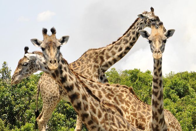 3 Day 2 Nights Maasai Mara Safari - Who Should Consider This Tour?