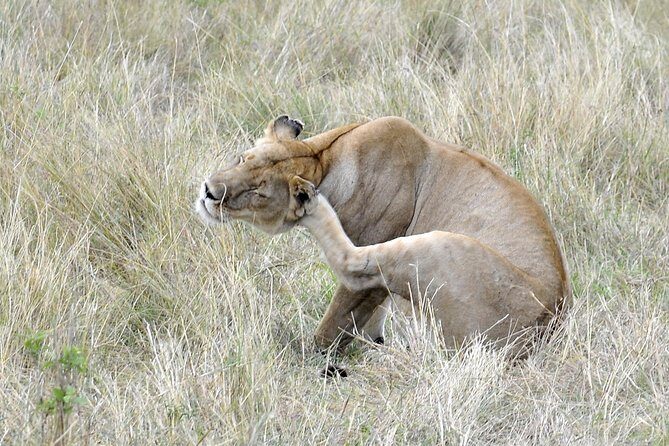 3 Day 2 Nights Maasai Mara Safari - The Sum Up