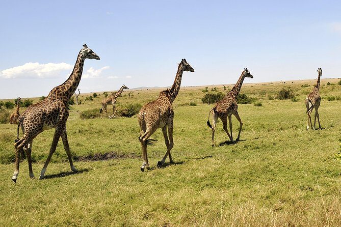 3 Day 2 Nights Maasai Mara Safari - FAQ