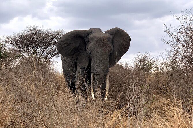 3-Day Adventure Camping Safari to Tarangire, Ngorongoro Crater, and Lake Manyara - Authentic Experiences and Unique Touches