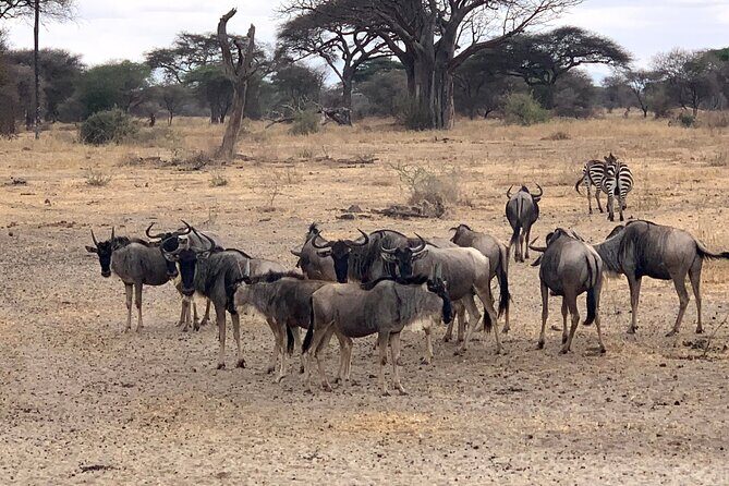 3-Day Adventure Camping Safari to Tarangire, Ngorongoro Crater, and Lake Manyara - The Sum Up