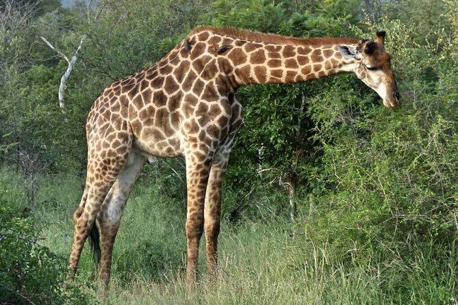 3 Day All Incl. Private Kruger Park Safari Incl. Transfer From Johannesburg - Who Would Benefit Most?