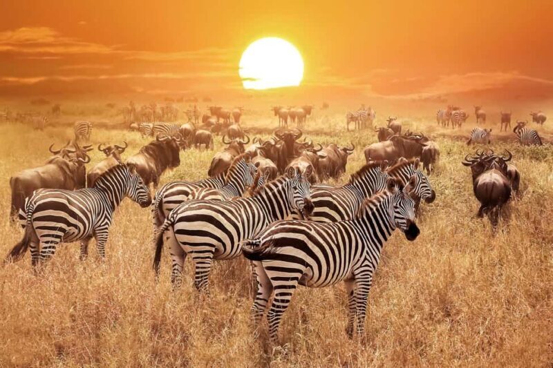3-Day Amazing Serengeti and Ngorongoro Safari - An In-Depth Look at the 3-Day Safari Experience