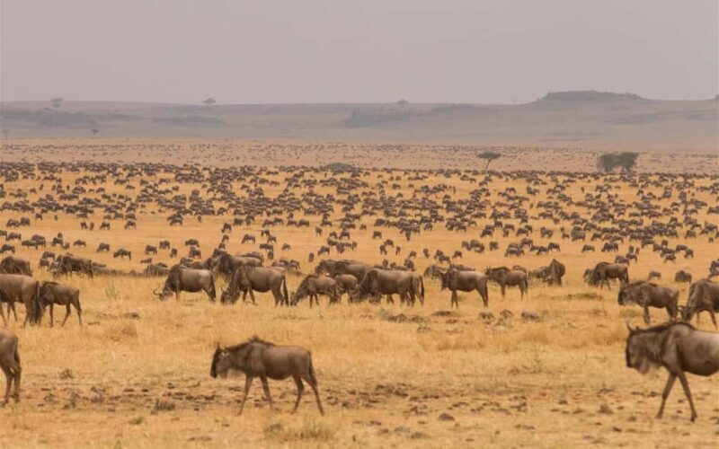 3-Day Amazing Serengeti and Ngorongoro Safari - Who Will Love This Tour?
