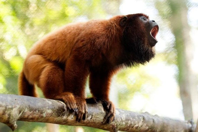 3-day-amazon-from-puerto-maldonado-with-eco-lodge-accommodation