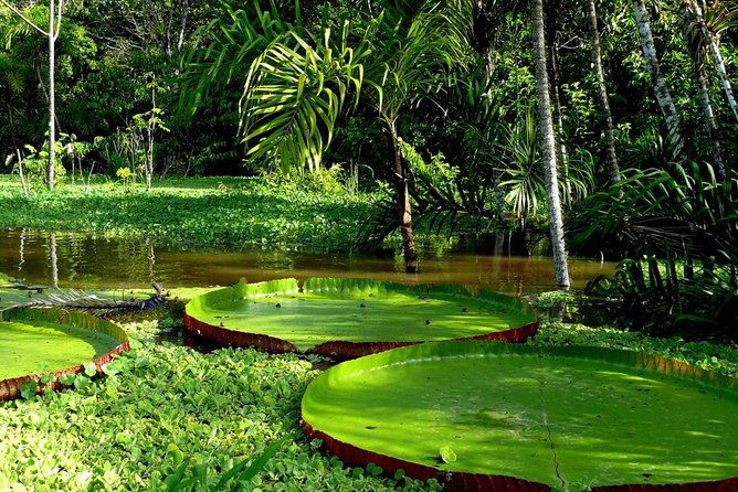 3-day-amazon-jungle-tour-at-refugio-amazonas-in-puerto-maldonado