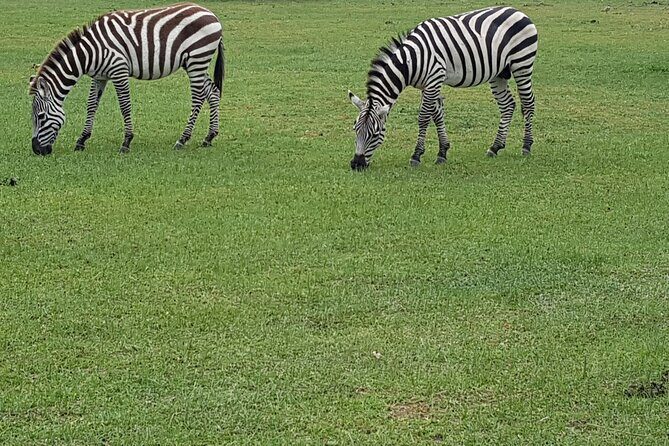 3 Day Amboseli Kenya Safari Tour with African Gift - Introduction: An Overview of the Experience