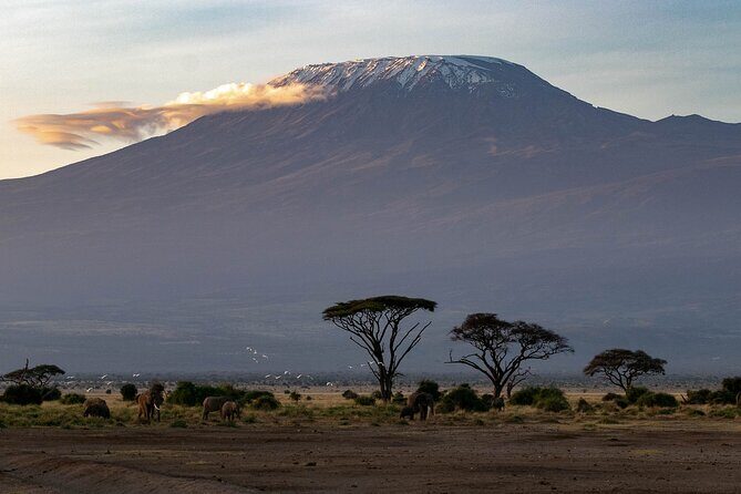 3-Day Amboseli Safari from Nairobi - Authentic Encounters & Practical Tips