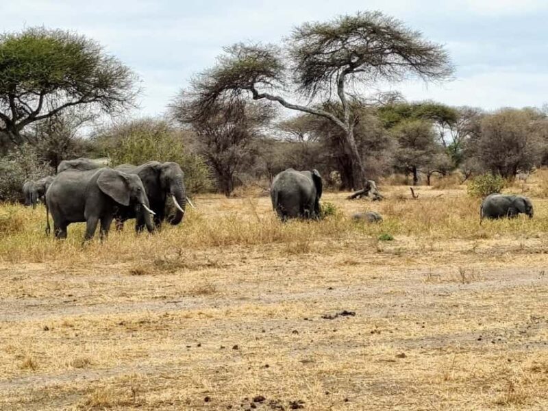 3-Day Arusha, Tarangire, and Materuni Waterfall Tour - Key Points