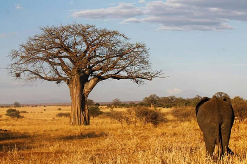 3-Day Arusha, Tarangire, and Materuni Waterfall Tour - Exploring Arusha: City and Culture