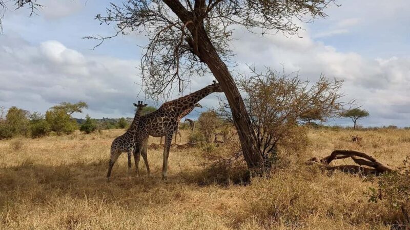 3-Day Arusha, Tarangire, and Materuni Waterfall Tour - Materuni Village and Waterfall: Nature and Culture Combined