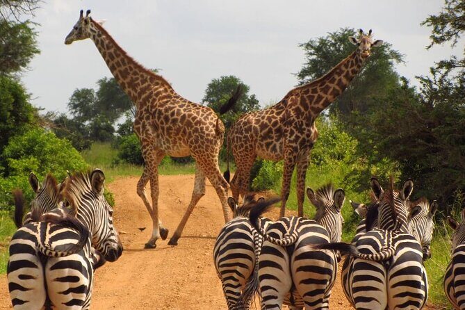 3-Day at Dar es Salaam To Selous GR (Nyerere NP) Game, Boat & Walking Safari - Key Points