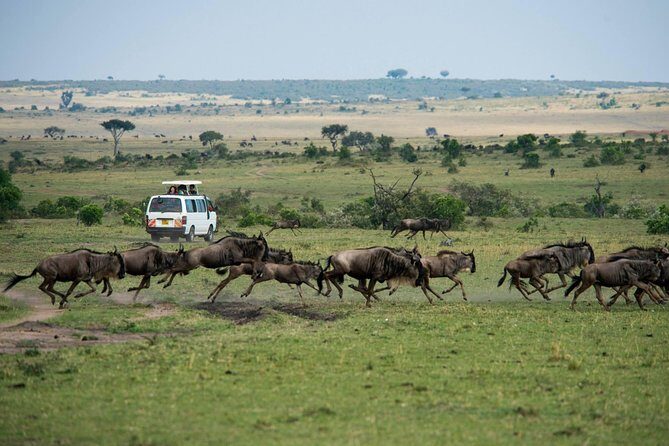 3-DAY Best Maasai Mara Safari (POPULAR) - Exploring the Itinerary in Detail