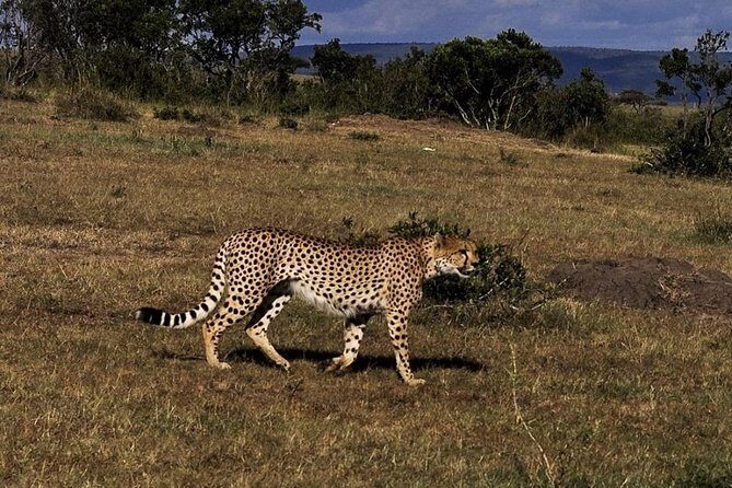 3-DAY Best Maasai Mara Safari (POPULAR) - Authentic Experiences and Guest Perspectives