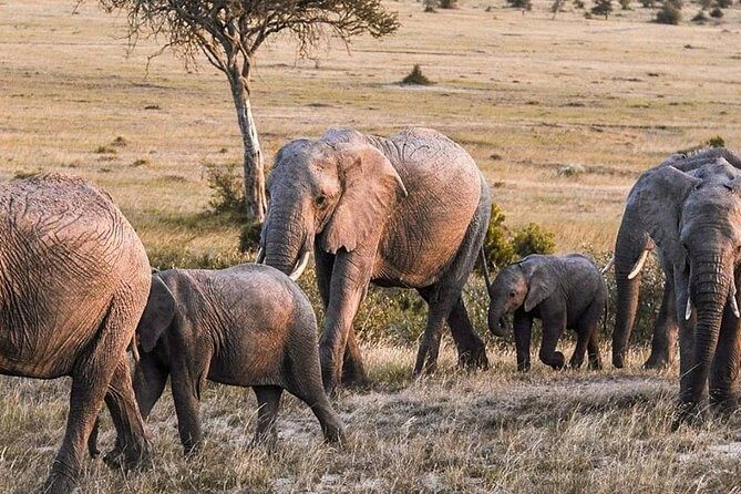 3-DAY Best Maasai Mara Safari (POPULAR) - Final Thoughts