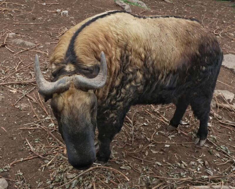 3 Day Bhutan Tour - Key Points