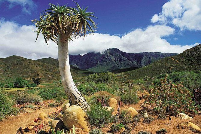 3 Day Big 5 and Bungee Tour - Garden Route Small Group Tour from Cape Town - A Detailed Look at the Itinerary