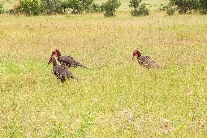 3-day Budget Safari To Maasai Mara - Why Choose This Safari?