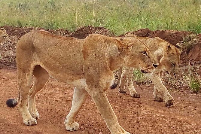 3-day Budget Safari To Maasai Mara - Real Traveler Experiences and Insights