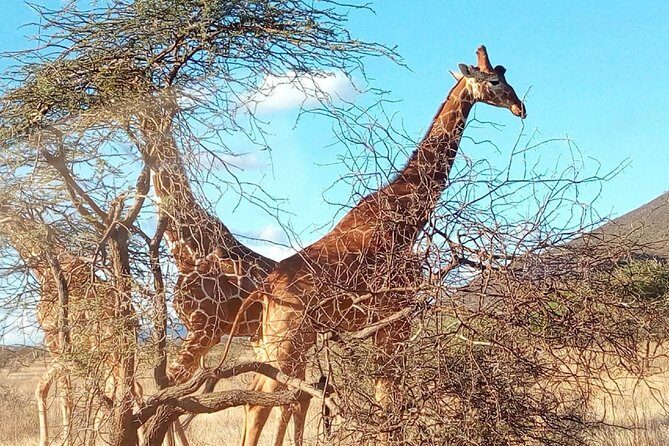 3-day Budget Safari To Maasai Mara - The Sum Up