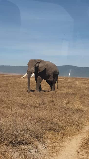 3 Day Budget Shared Safari To Serengeti & Ngorongoro Crater - Overview of the Safari Experience