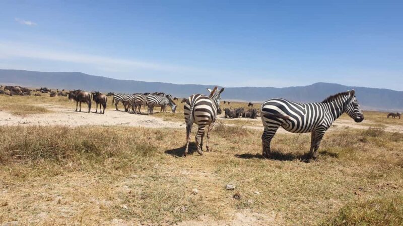 3 Day Budget Shared Safari To Serengeti & Ngorongoro Crater - Detailed Breakdown of the Itinerary