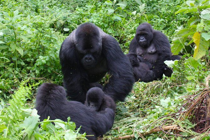 3 Day Bwindi gorilla flying in safari - Accommodation and Comfort