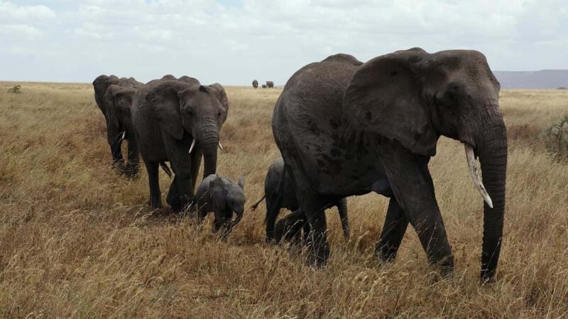 3-day camping safari from Dar-es-Salaam to Mikumi N. Park - Introduction