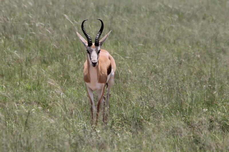 3-day camping safari from Dar-es-Salaam to Mikumi N. Park - Key Points