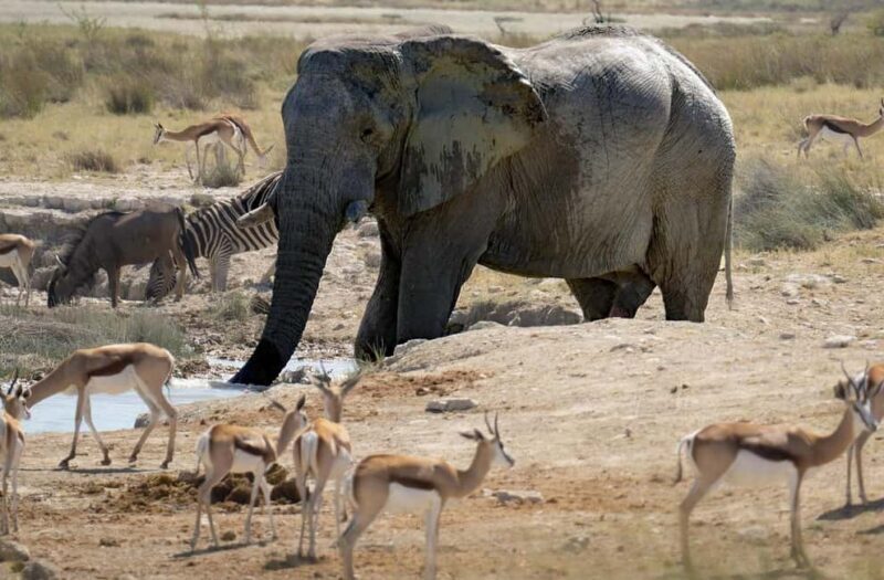 3-day camping safari from Dar-es-Salaam to Mikumi N. Park - What Sets This Tour Apart