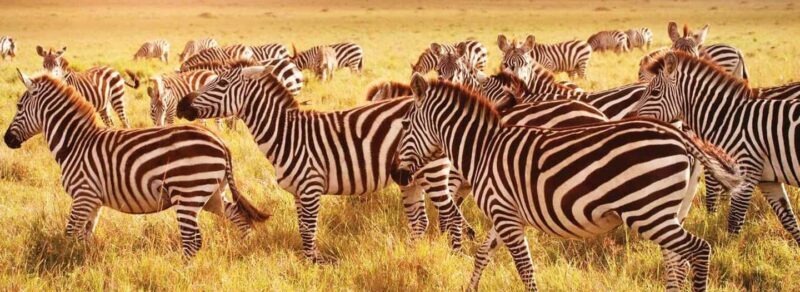 3-Day Camping Safari in Arusha National Park - Overview of the 3-Day Camping Safari Experience