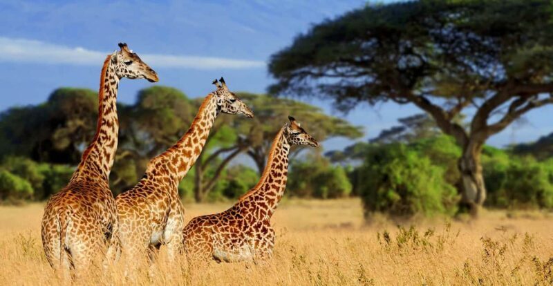 3-Day Camping Safari in Arusha National Park - What’s Included and What’s Not