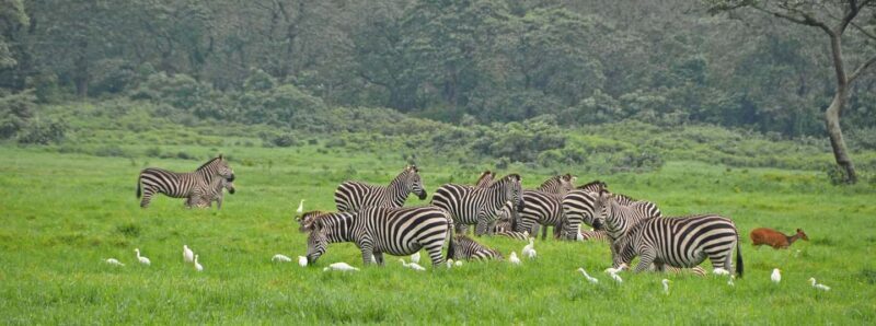 3-Day Camping Safari in Arusha National Park - Authenticity and Unique Points