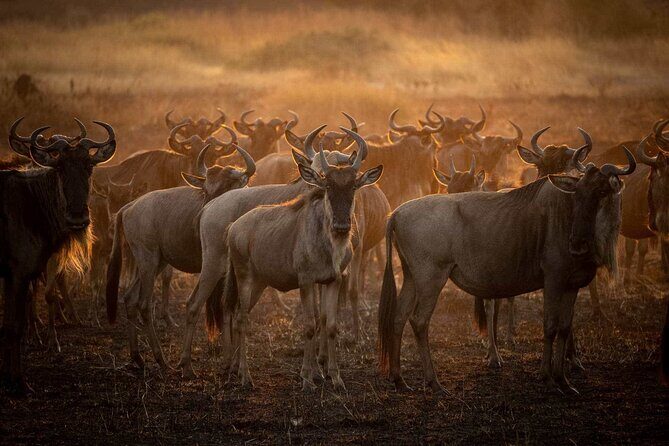 3-Day Camping Safari Tarangire, Lake Manyara & Ngorongoro crater - An In-Depth Look at the 3-Day Camping Safari