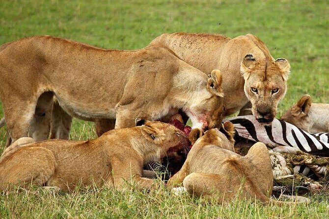 3-Day Camping Safari Tarangire, Lake Manyara & Ngorongoro crater - The Sum Up