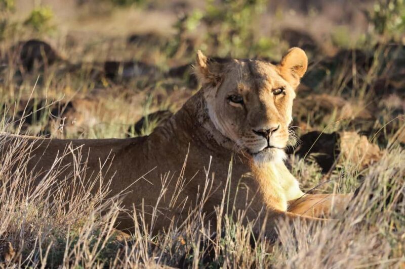 3-Day Camping Safari to Serengeti and Ngorongoro Crater - Key Points