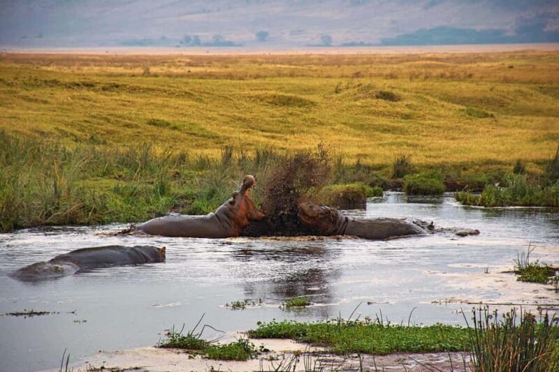 3-Day Camping Safari to Serengeti and Ngorongoro Crater - An In-Depth Look at the 3-Day Safari Experience