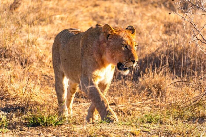 3-Day Camping Safari to Serengeti and Ngorongoro Crater - Authenticity and Traveler Insights