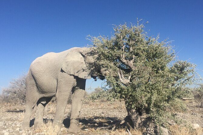 3 Day Camping tour at Etosha National Park - What’s Included and Whats Not