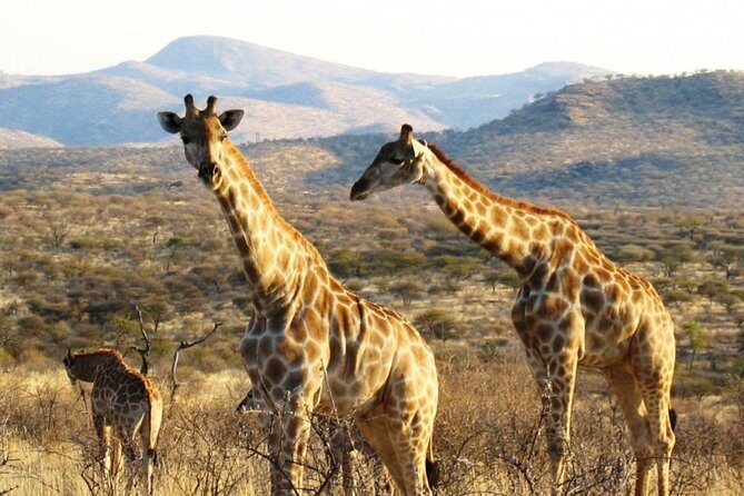 3 Day Camping tour at Etosha National Park - Practical Tips and What to Expect