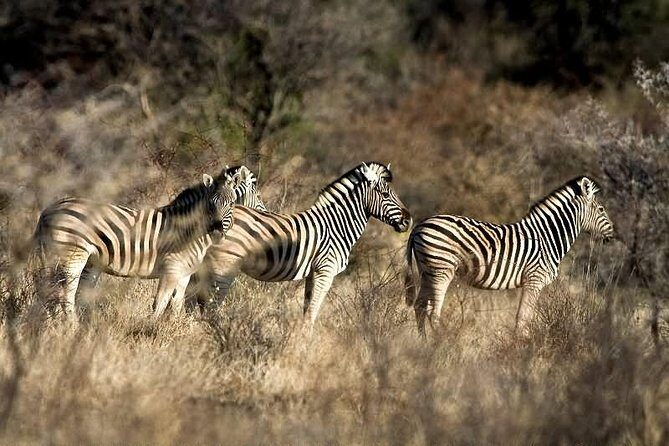 3 Day Camping tour at Etosha National Park - Why This Tour Works