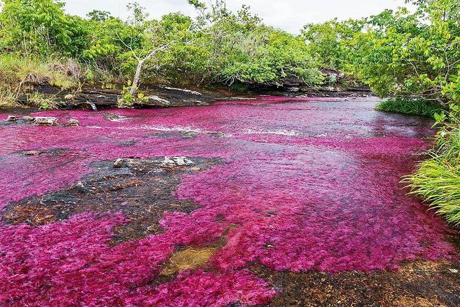 3-day-cano-cristales-rainbow-river-from-bogota