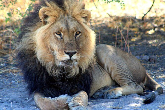 3 Day Central Kalahari Game Reserve Safari Tour - Key Points