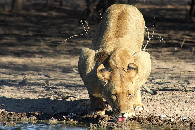 3 Day Central Kalahari Game Reserve Safari Tour - The Itinerary Breakdown: What You Can Expect