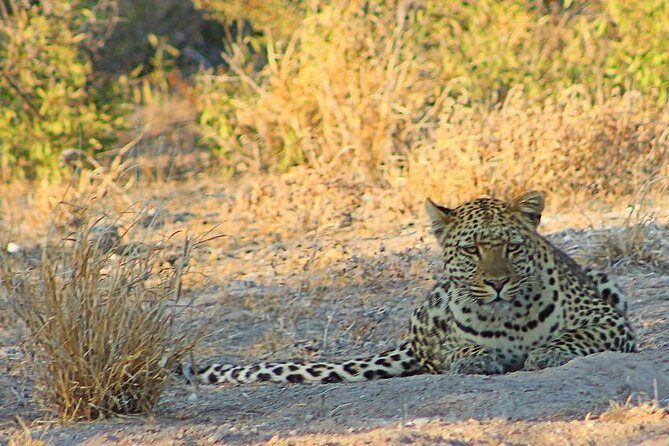3 Day Central Kalahari Game Reserve Safari Tour - Who Should Consider This Tour?