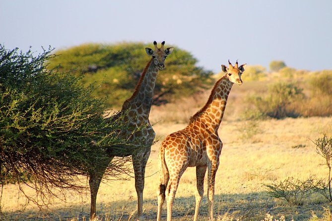 3 Day Central Kalahari Game Reserve Safari Tour - The Sum Up: Is This Safari Worth It?