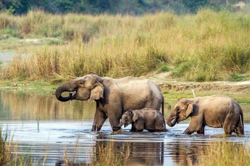 3-day-chitwan-jungle-safari-adventure-from-kathmandu-pokhara