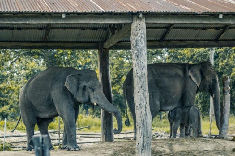 3-day-chitwan-jungle-safari-adventure-from-kathmandu-pokhara